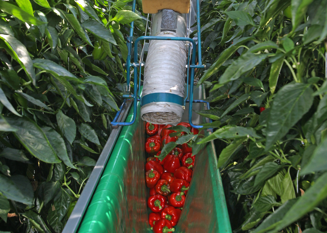 Veilingupdate: Rode paprika omhoog, gele omlaag