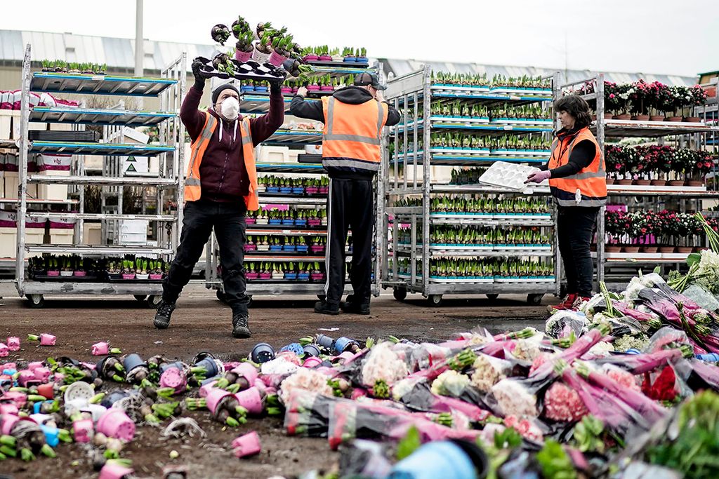 Bloemen worden vernietigd op de bloemenveiling in Honselersdijk. Vooral in de plantaardige sectoren, waaronder de sierteelt, wordt grote economische schade geraamd als gevolg van het coronavirus. - Foto: ANP