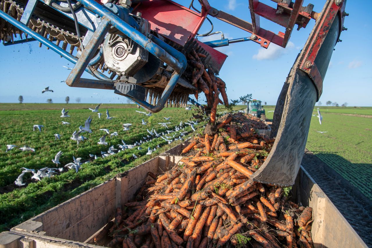 Nederland produceert jaarlijks gemiddeld zo’n 60.000 ton peen. Foto: Mark Pasveer