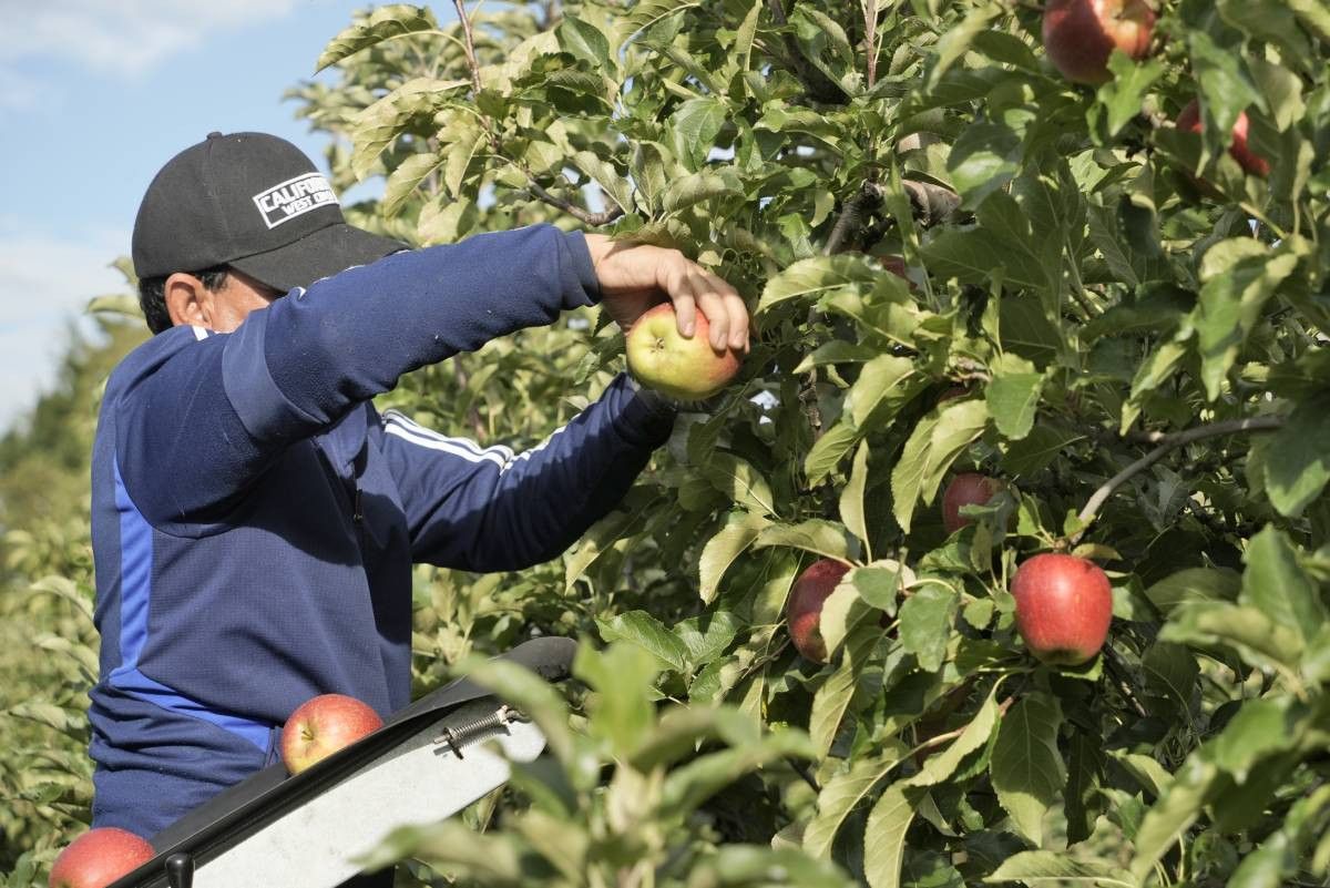 Bert de Haan van NFO roept handhavers op om niet met grote groepen de boomgaarden in de oogsttijd bezoeken. – Foto: ANP