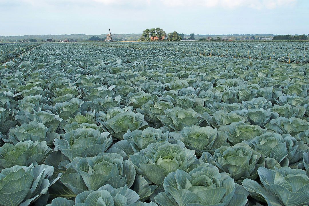 Productie vollegrondsgroente in Duitsland groeit, maar niet voor wittekool. Foto: Stan Verstegen.
