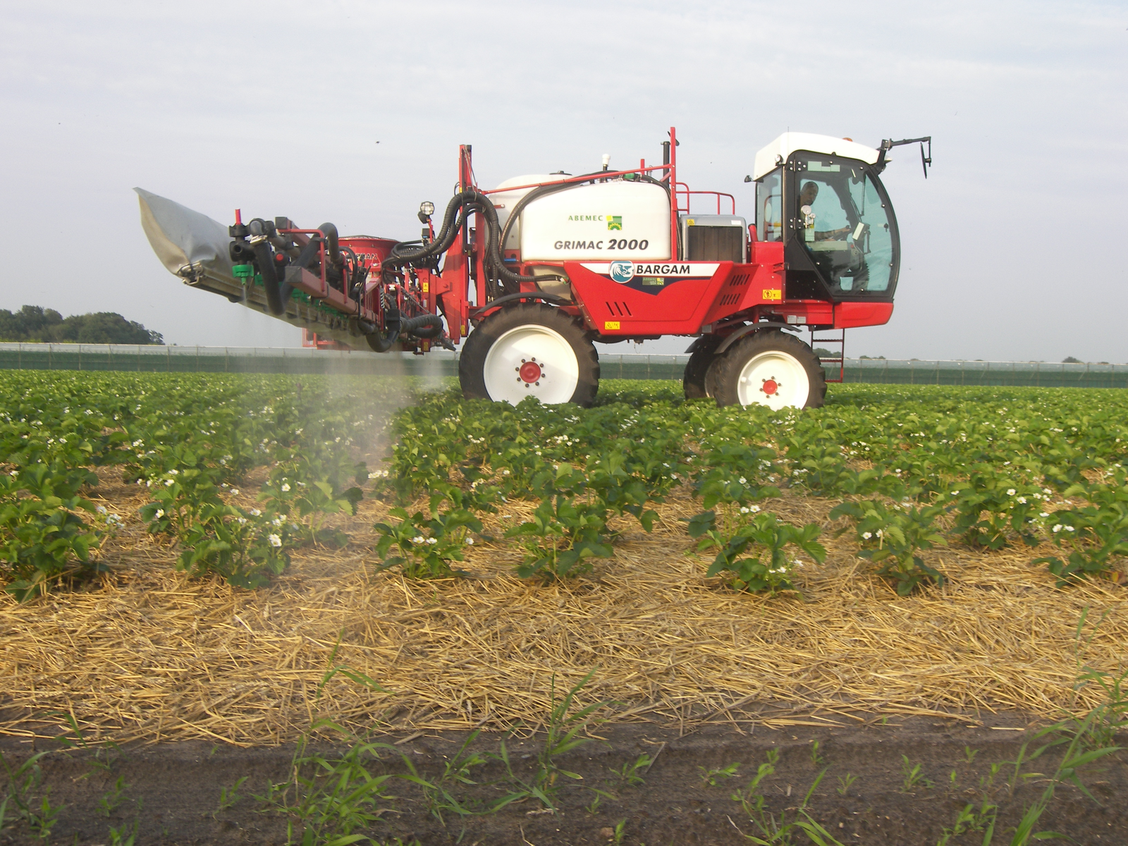 Halvering van het middelengebruik kan wel in tomaat en appel, niet zo snel in aardbeien.