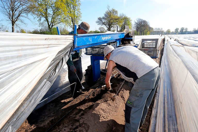 Asperges oogsten. - Foto: Bert Jansen