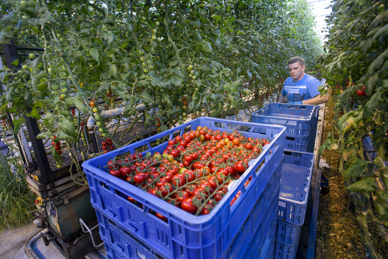 PSTVd werd tot dusver vooral aangetroffen in aardappel- en tomatenteelt.