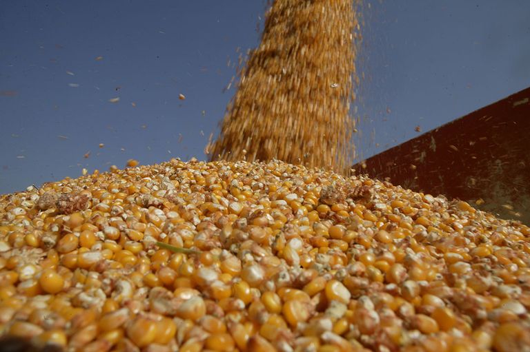 De EU-import van mais bedroeg van 1 juli tot half oktober al 8,4 miljoen ton korrelmais.