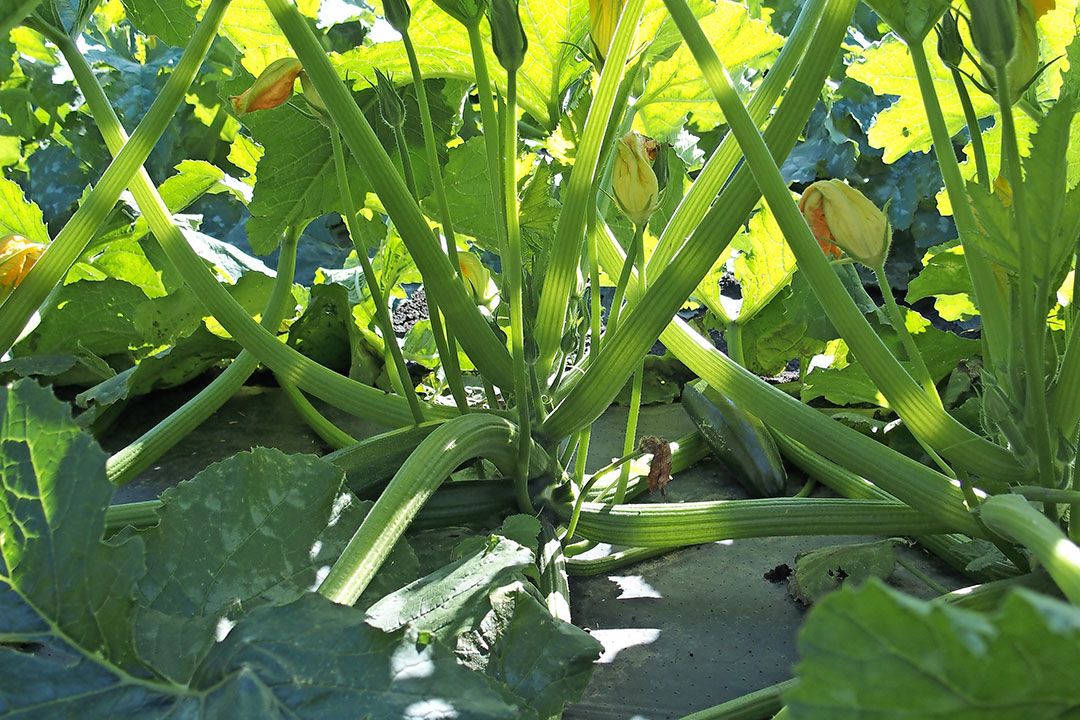 Courgetteplant. - Foto: Stan Verstegen