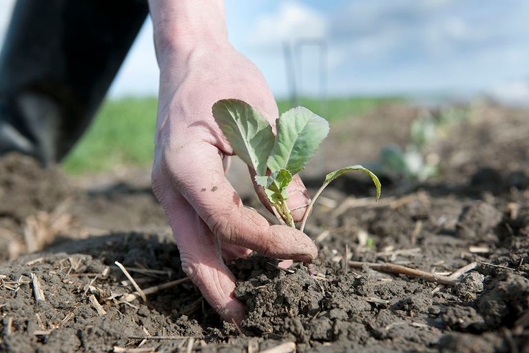 Biologische bloemkoolteelt. Het areaal landbouwgrond dat in Nederland gecertificeerd is voor biologische productie is in 2019 gegroeid naar iets meer dan 63.000 hectare. - Foto: Mark Pasveer