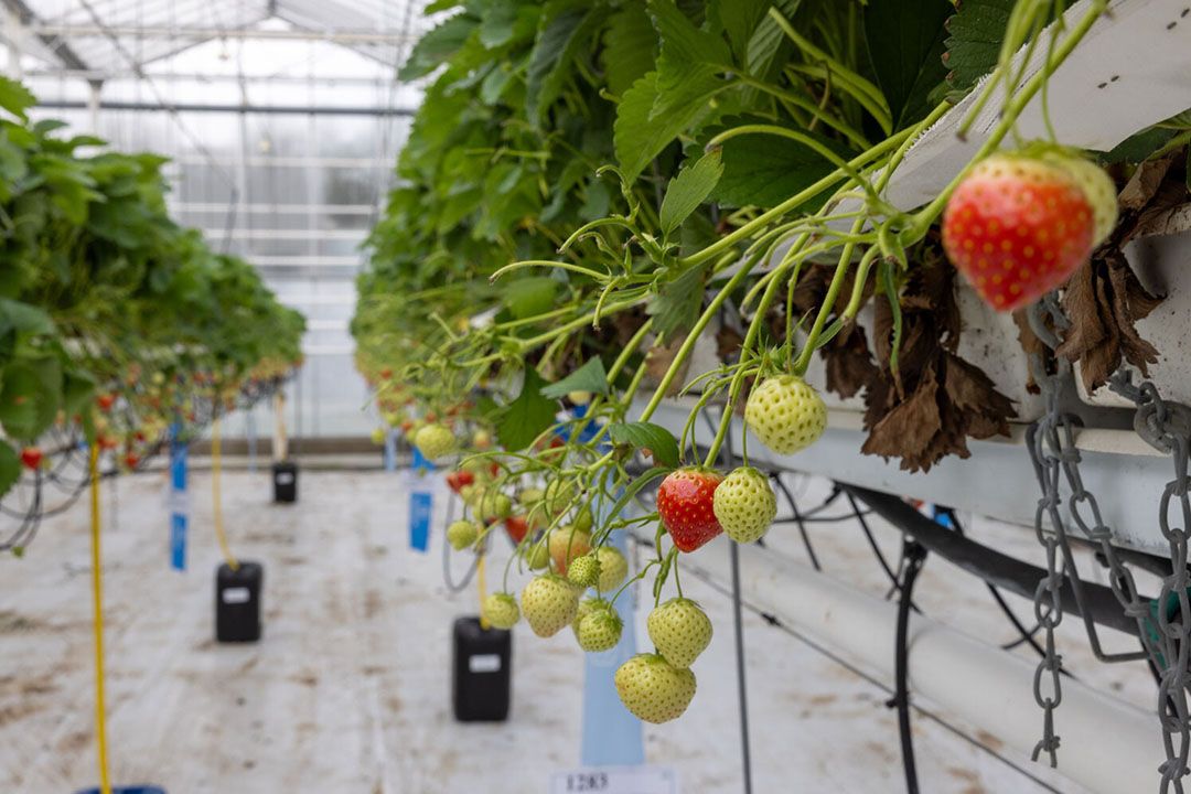 Gezamenlijk zouden Fruitmasters en Hoogstraten goed zijn voor €200 miljoen omzet aan aardbeien. - Foto: Peter Roek