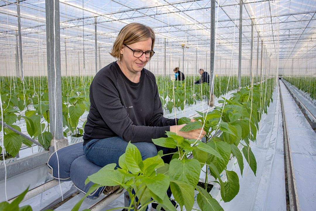 Jonge planten worden vastgezet aan het touw. - Foto: Peter Roek