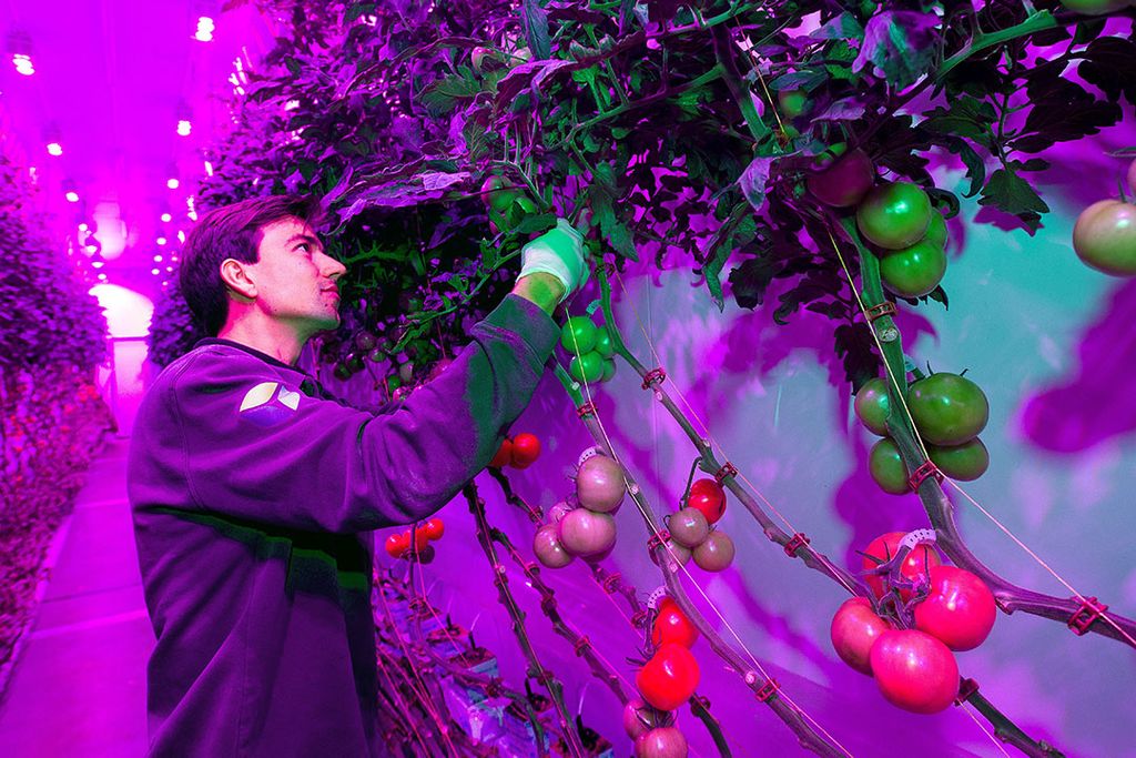 De indoor farmers richten zich op het telen van saladegroenten, kruiden, tomaten en komkommers. - Foto: PlantLab/Koolhoven & Partners