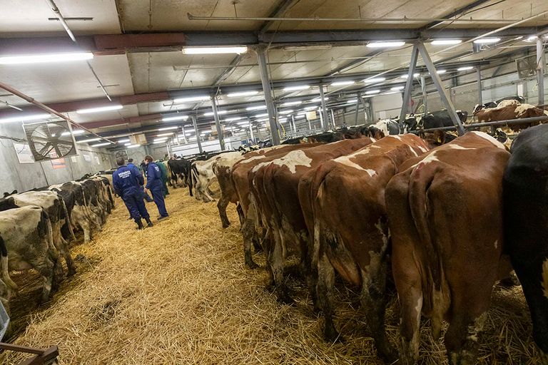 Slachtkoeien op de veemarkt in Leeuwarden. - Foto: Anne van der Woude