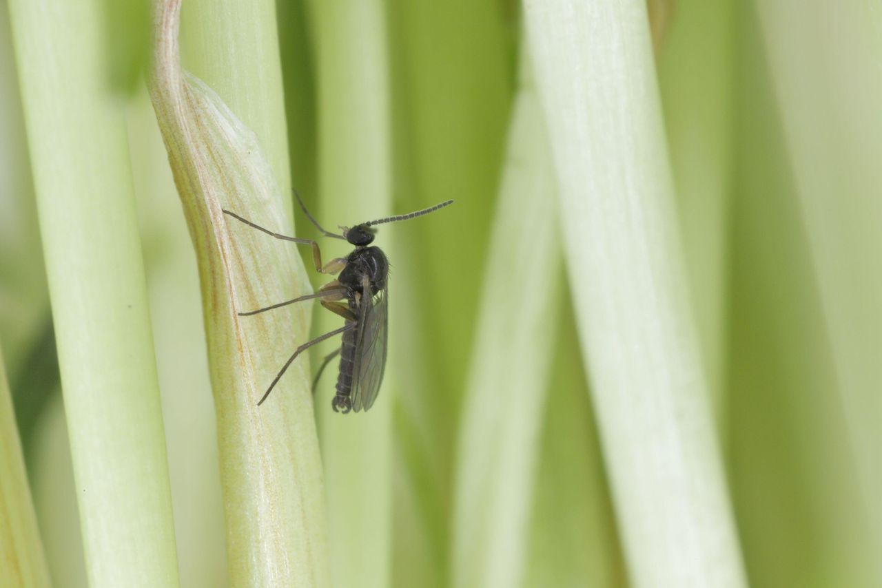 Varenrouwmug. – Foto: Bayer Cropscience