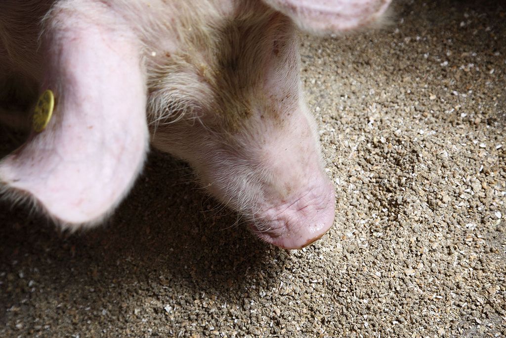 Voor de Nederlandse veestapel werd 2,2 miljoen ton sojameel gebruikt. Foto: Hans Prinsen