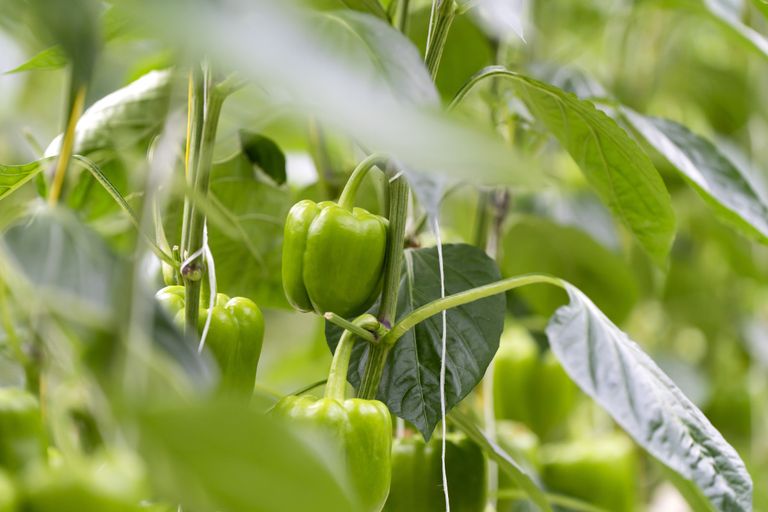 De zaak draait om facturen voor warmtelevering aan een paprikabedrijf in 2019 tot en met 2021. Foto: ANP / Hollandse Hoogte / Sander Koning