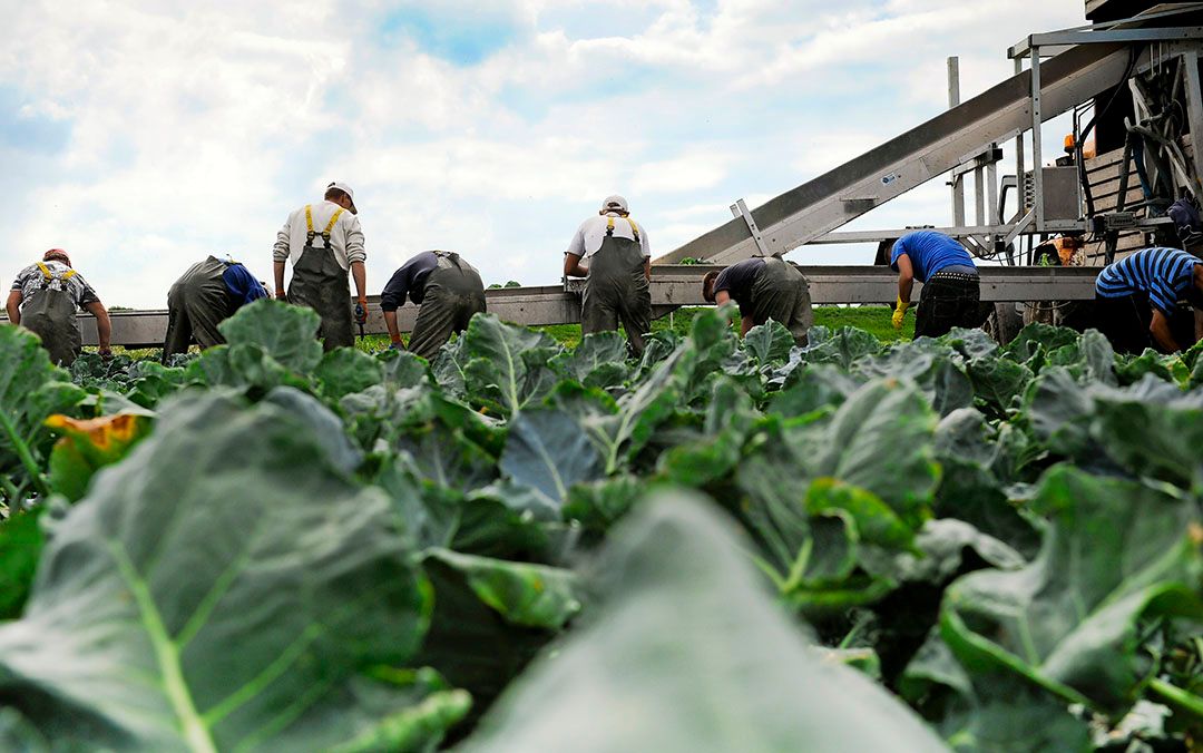 De kwaliteit van broccoli is top. - Foto: Nikki Natzijl