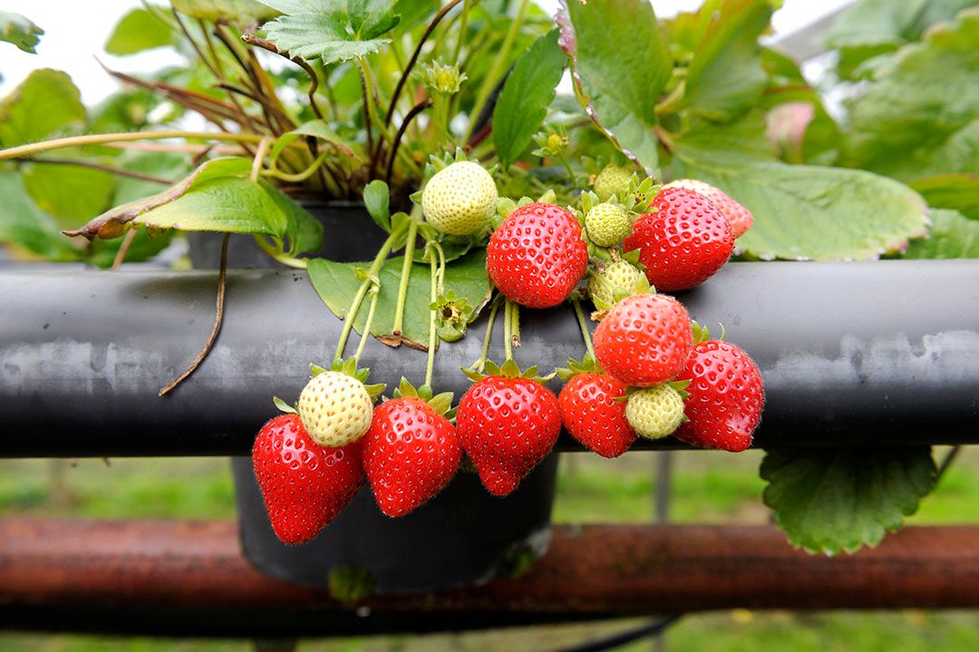 De Aardbeien Demodag mag dit jaar weer doorgaan. - Foto: Fotopersbureau Dijkstra