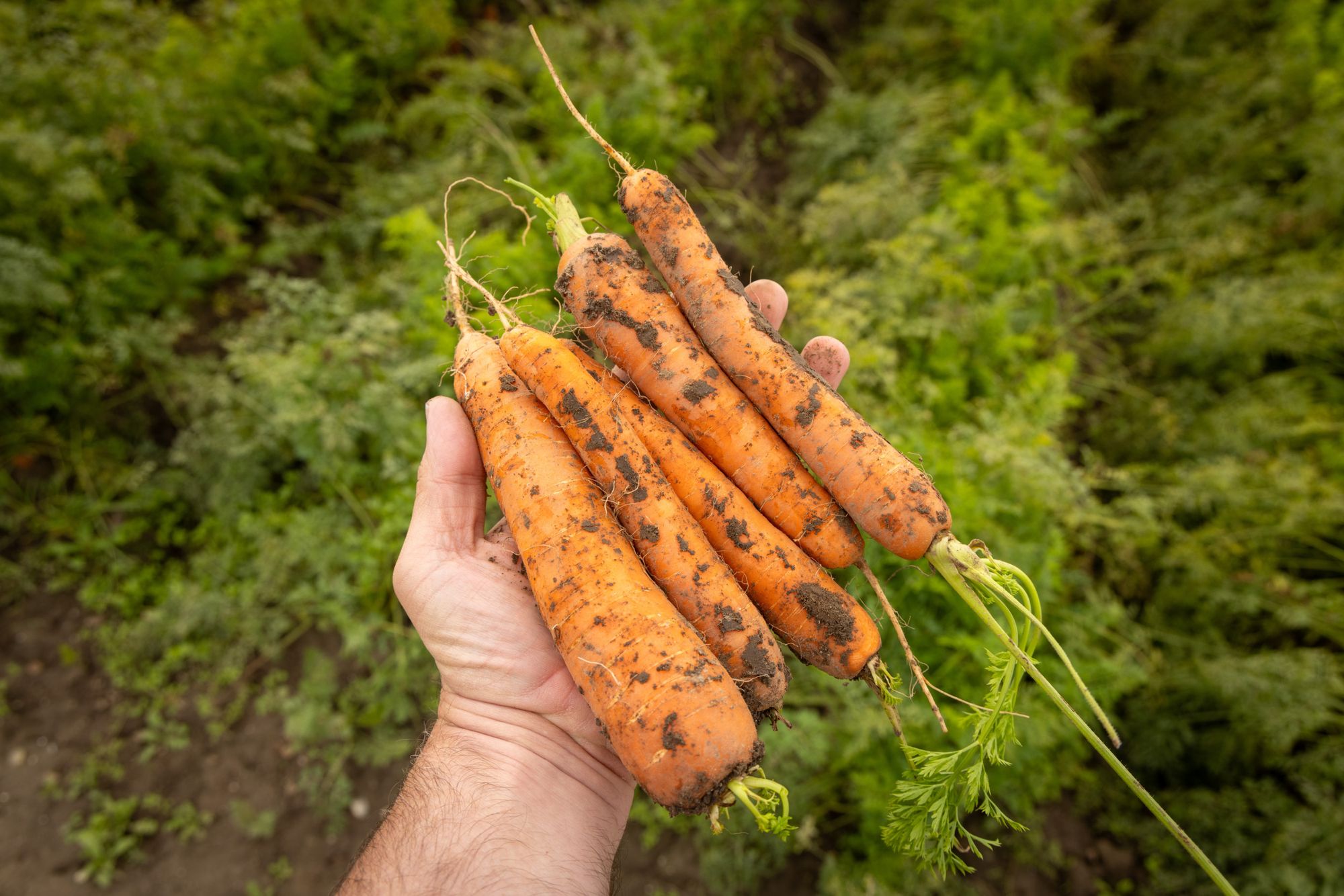 In totaal werd er vorig jaar zo’n 850.600 ton peen in Duitsland van het land gehaald, dat is 6,8% meer dan in 2023. Foto: Koos Groenewold