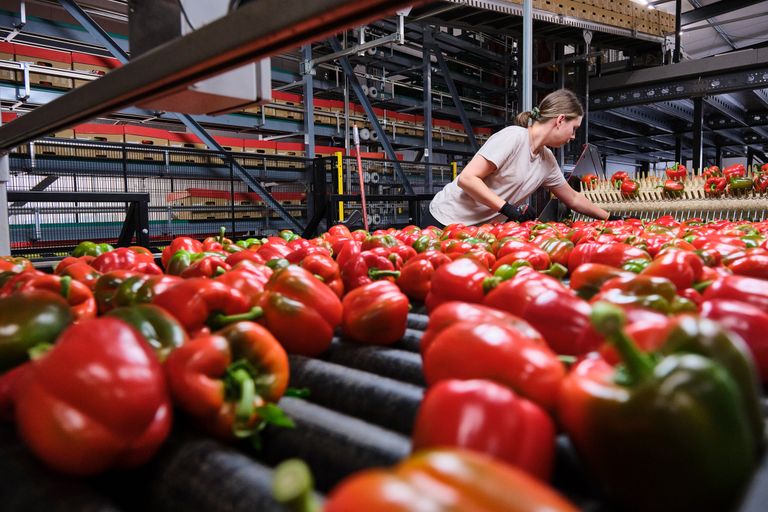 Paprika’s sorteren bij WaLeRo. “We hebben het vruchtgewicht goed onder controle, waardoor met het stuksgewicht de mindere kilo’s goed worden gecompenseerd”, zegt Luc van den Bosch. – Foto: Fred Libochant