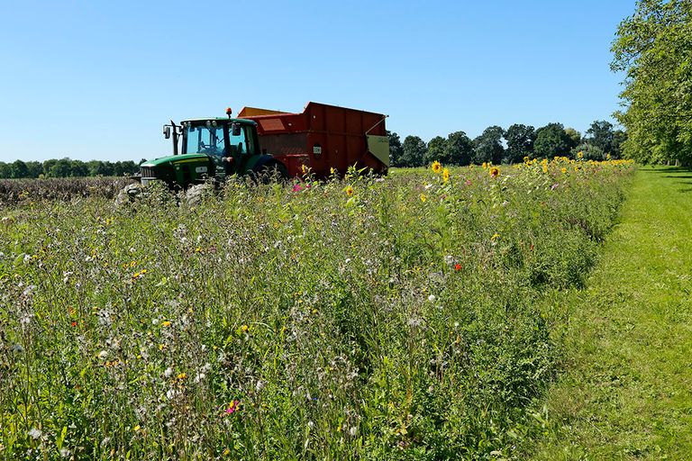 Meer kennis nodig over bloemenrand in aardbei