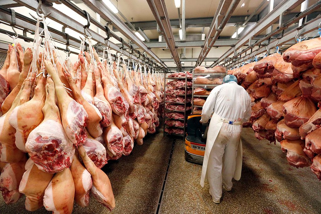 Ook in Nederland nam het aantal varkensslachtingen af. - Foto: Bert Jansen