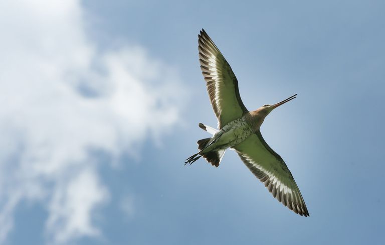 Zo vrij als een vogel, dat trekt de ondernemer aan in het ondernemerschap. - Foto: ANP