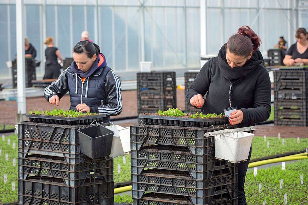 De afhankelijkheid van de tuinbouw van arbeidsmigranten uit EU-landen als Polen kan tijdens de coronacrisis voor ernstige knelpunten zorgen.   Foto: Koos Groenewold