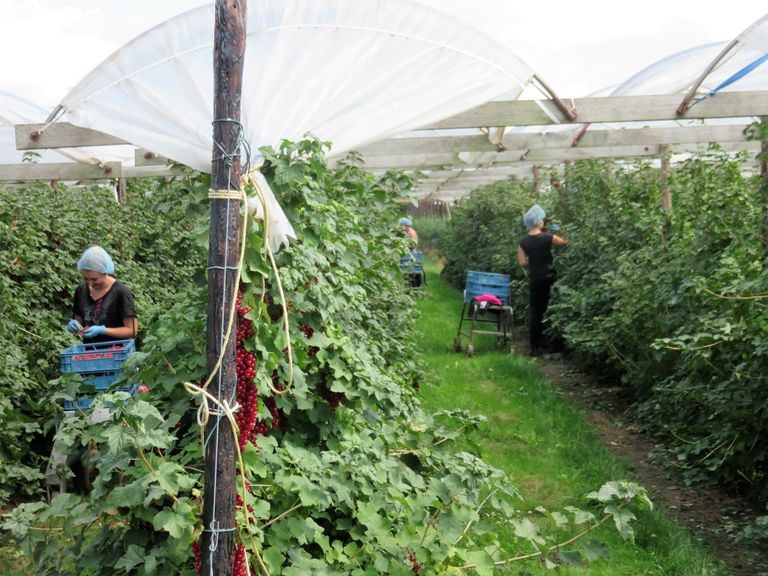 Meer flexwerkers en minder vaxste arbeid, soms omdat het werk het vraagt, soms uit angst om aan een werknemer vast te zitten. - Foto: Ton van der Scheer