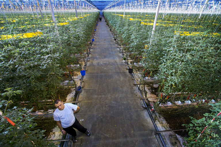 Agrocare teelt wat kleinere en Kesgro wat groetere tomaten. Samen hebben ze een areaal van 153 en binnenkort 173 hectare. foto: Roel Dijkstra