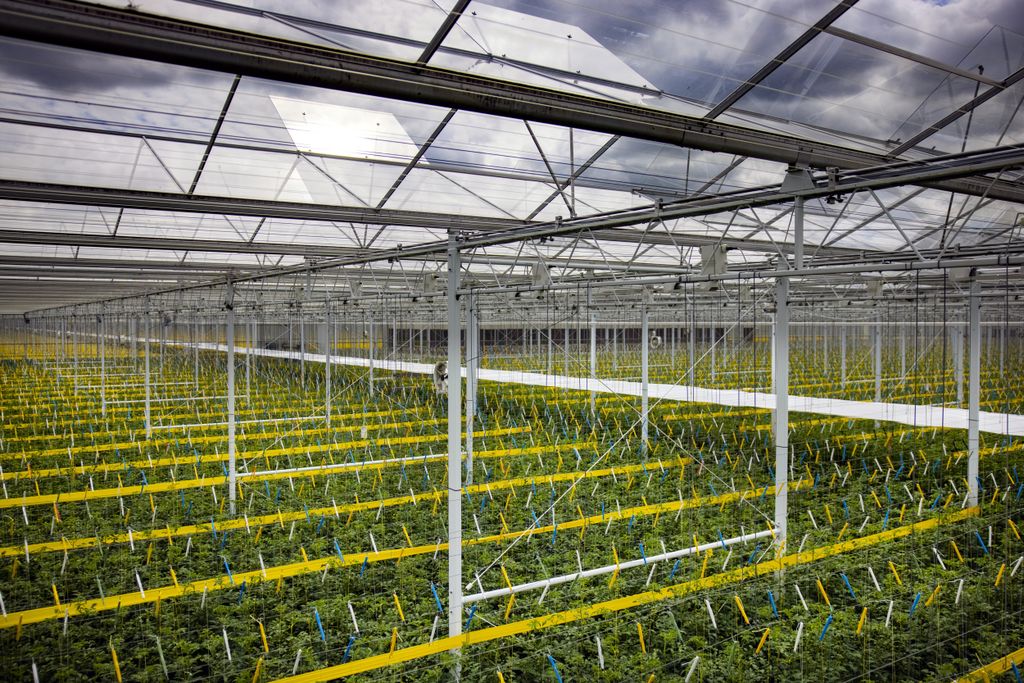 Tomatenplanten in een kas van tuinbouwbedrijf CombiVliet. – Foto: ANP