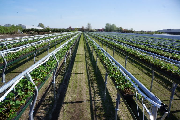 Vermeerdering van aardbeienplanten bij Aardbei Extra in 2018. Foto: Joost Stallen