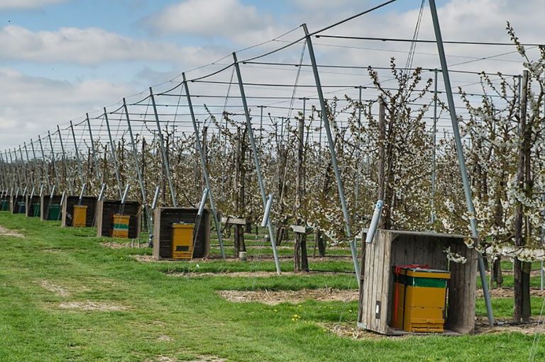 Onderzoek toelating nieuwe middelen stroopt op in Nederland. Foto: ANP