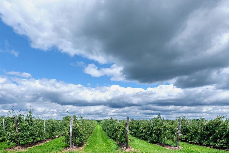 In twee weken tijd bezoekt het Delphy-fruitteeltteam zo’n honderd fruitteeltbedrijven voor de oogstraming appels en peren. - Foto: ANP