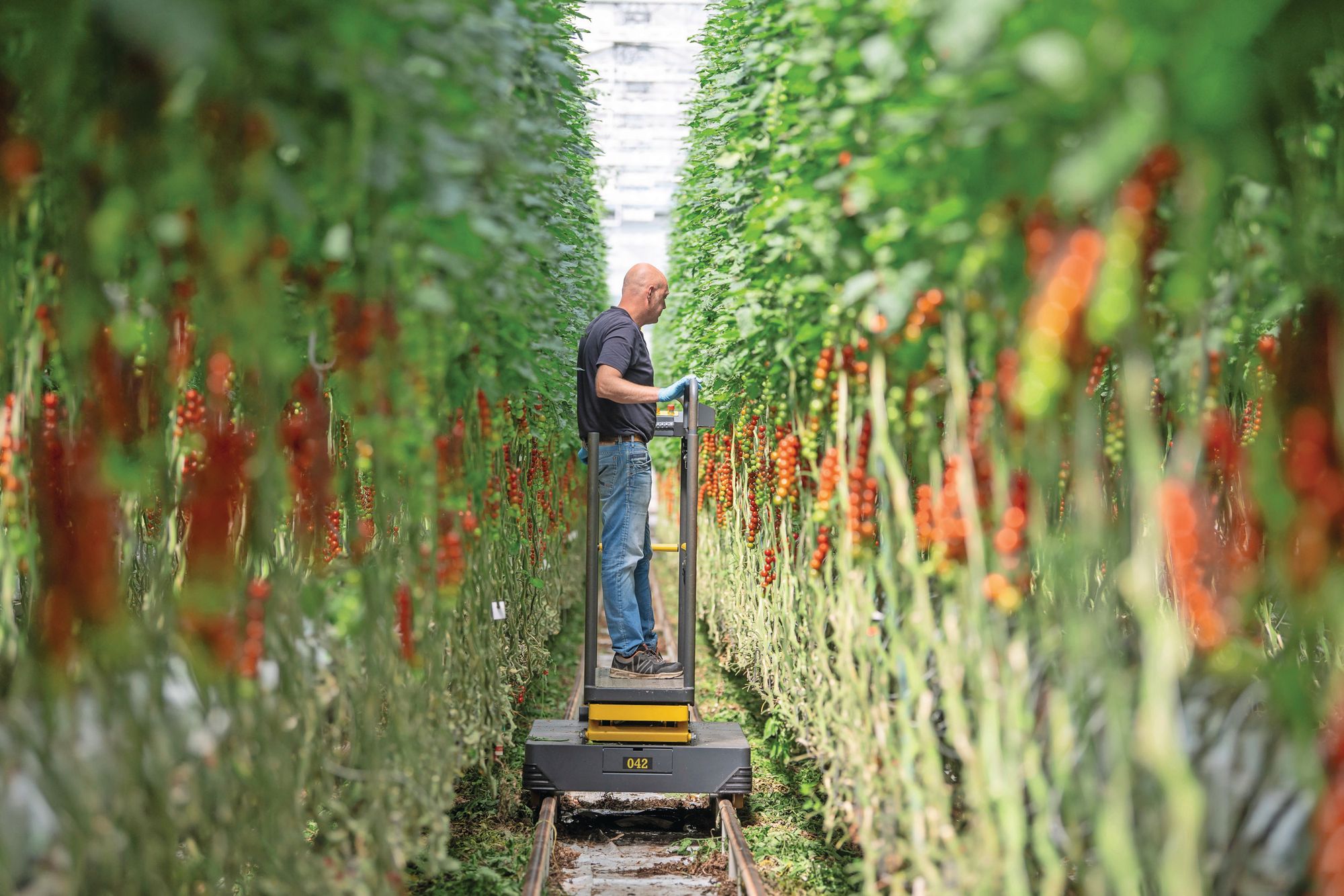 Zaadbedrijven zijn niet blij met de EU-plannen voor zaadtoetsing. Foto: Mark Pasveer