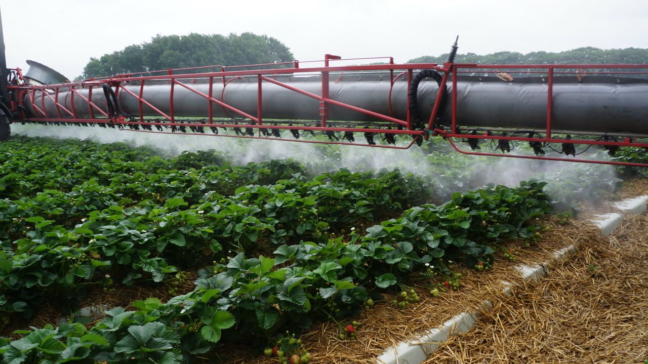 Volvelds spuiten in de aardbeien. -foto: Joost Stallen