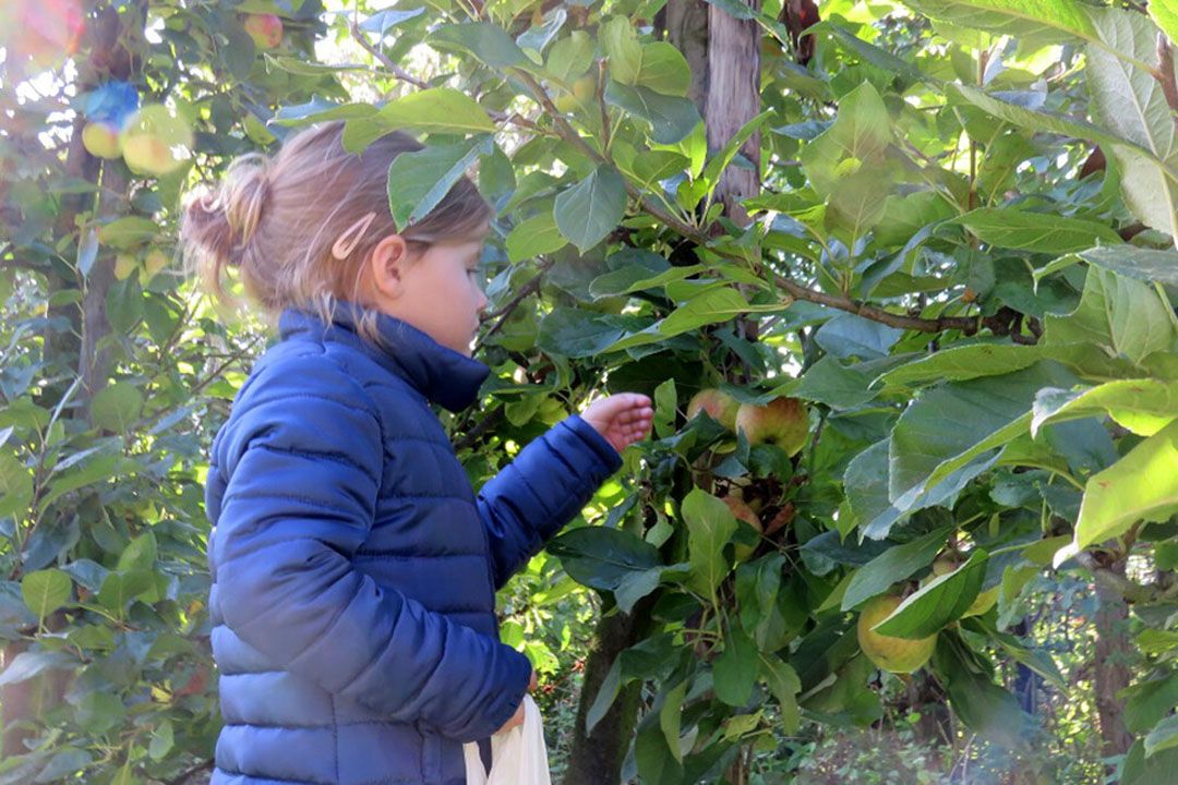 Archiefbeeld zelfpluktuin. - Foto: Ton van der Scheer