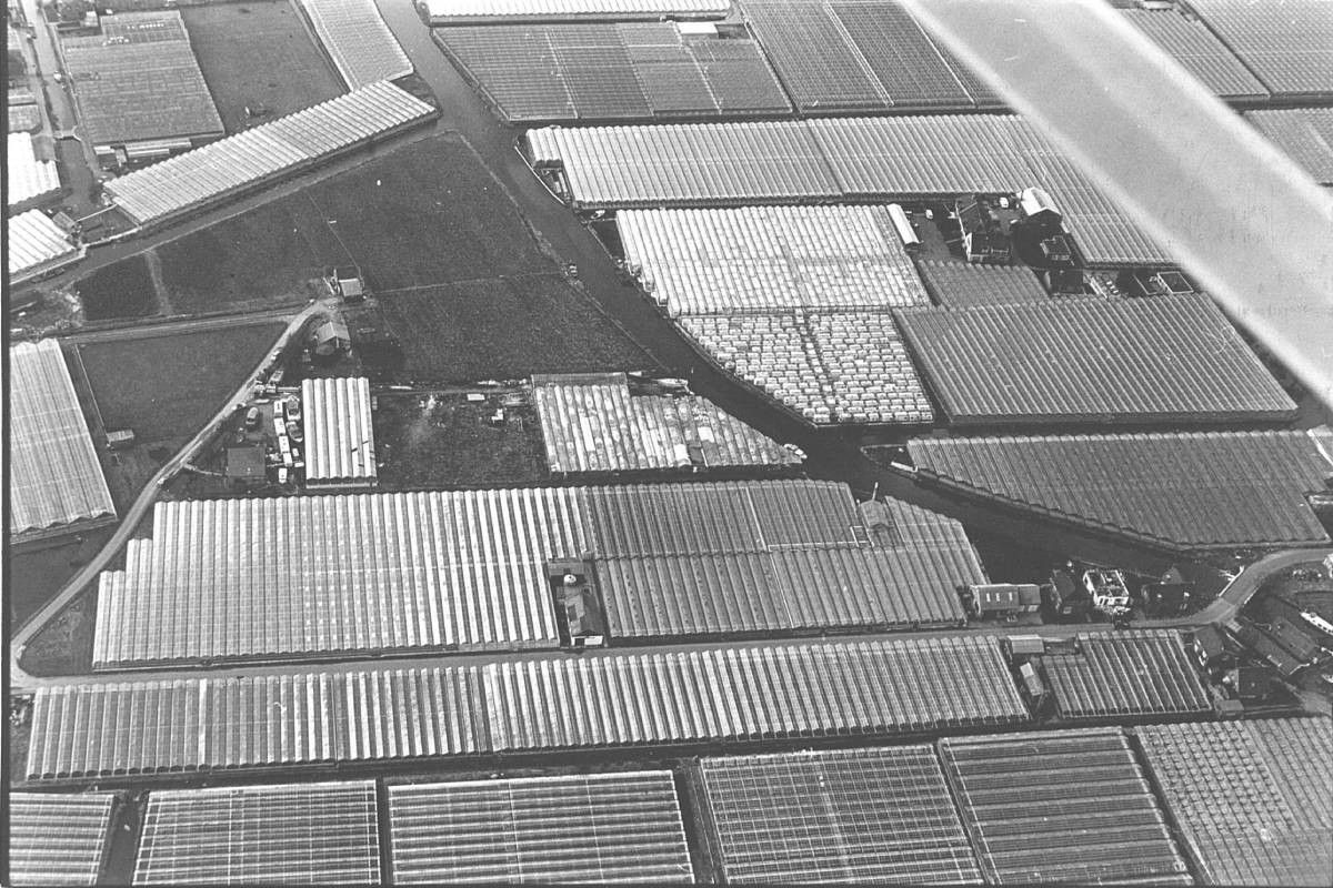 Westland in 1980. We nemen afscheid van de generatie tuinders van wie wij het vak hebben geleerd. Foto: ANP