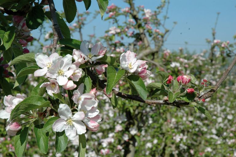 Een boomgaard in bloei wordt het beste bestoven door honingbijen. - Foto: G&F