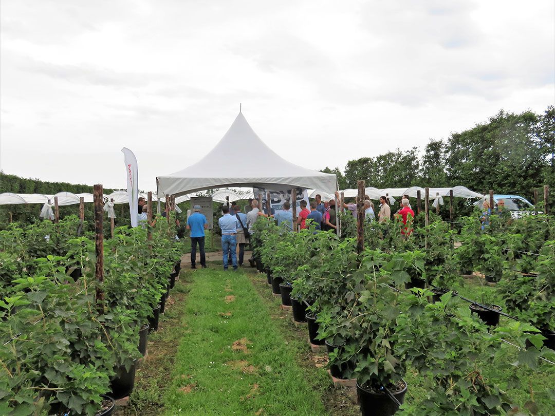 De Kleinfruitdag vaan NFO en Vlamings werd gisteren gehouden in Waverveen. - foto: Ton van der Scheer