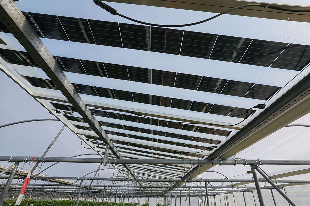 Zonnepanelen boven aardbeien. Foto: Bert Jansen