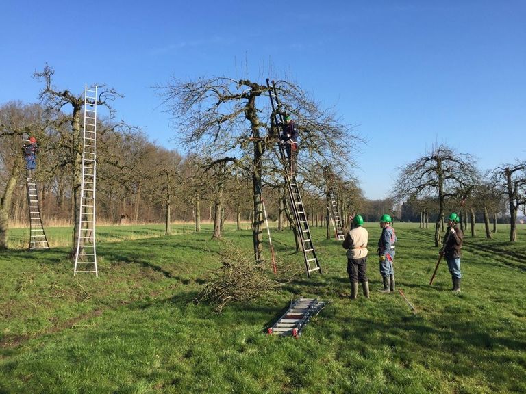 Hoogstam boomgaarden worden gezien als belangrijk landschapselement, zoals hier  in Kromme Rijnstreek.