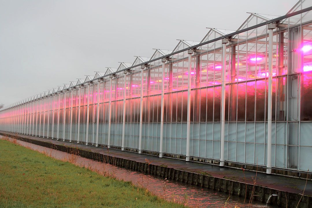 Naarmate er meer full led in de kassen hangt, wordt het belangrijker om te weten of er een effect is op de gezondheid van werknemers. - foto: Ton van der Scheer