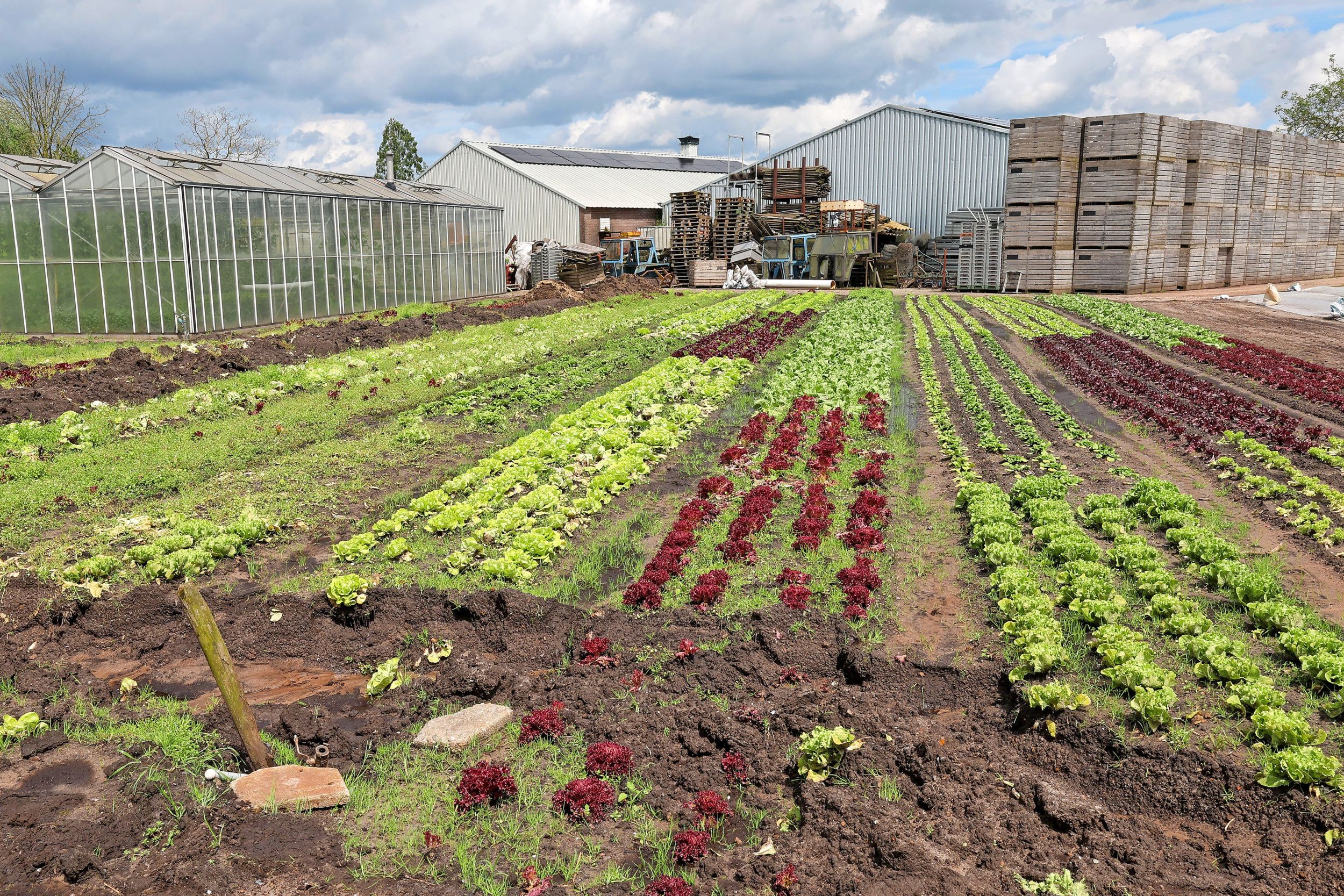 Groentekwekerij Oppers omvat 6 hectare, waarop zo’n zeventig verschillende gewassen worden geteeld.