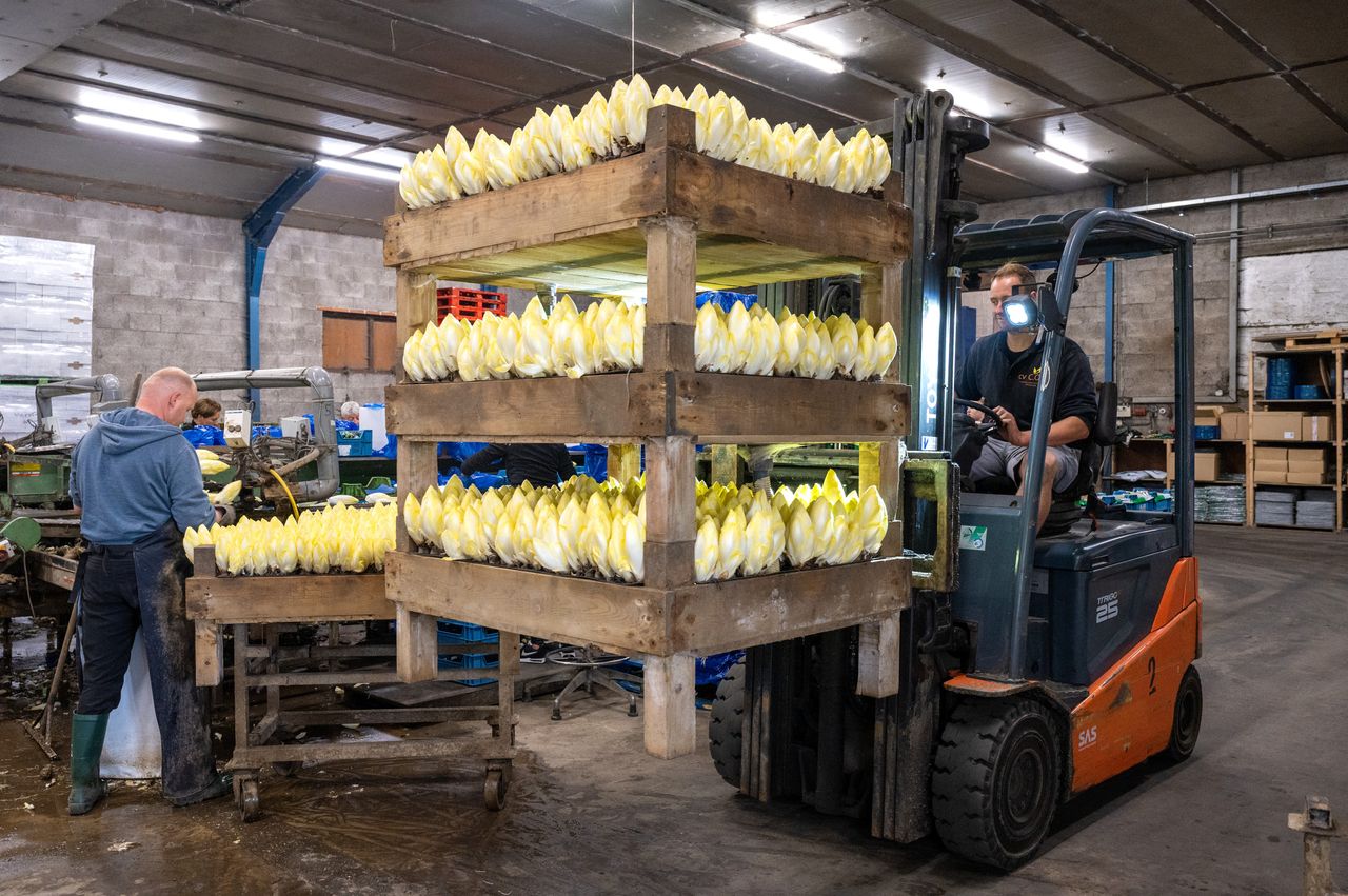 Sinds de prijsdaling van half januari is bij witlof sprake van een structureel dramatisch prijsniveau. Foto: Cor Salverius Fotografie