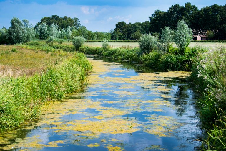 Algen op de Baakse Beek in het Achterhoekse Zieuwent. Waterschap Rijn en IJssel verbiedt alle gebruik van oppervlaktewater. - Foto: ANP