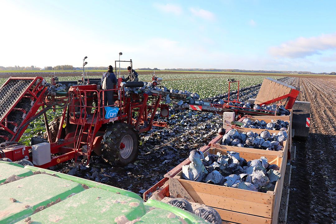 Machinaal sluitkool oogsten, bijna als in handwerk