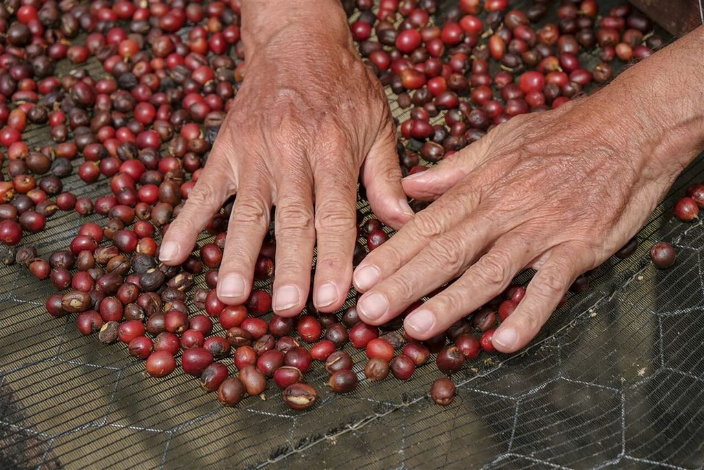 Koffiebonen. - Foto: ANP