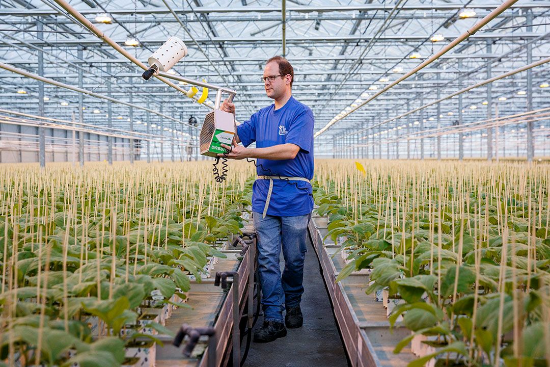 Een medewerker versprijdt roofmijten (natuurlijke vijanden) tussen aubergineplanten in opkweek. - Foto: Roel Dijkstra