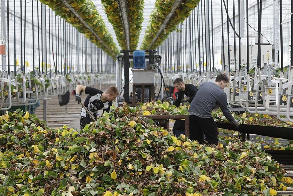 Volgens Glastuinbouw Nederland worden internationale medewerkers in de glastuinbouw verder geschoold en opgeleid tot hogere functies. -  Foto: ANP