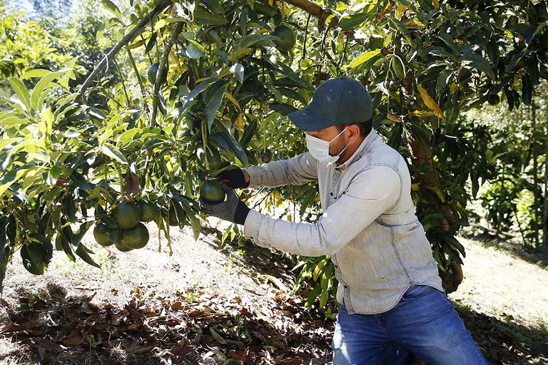 Handelsbedrijf Jaguar is specialist in de import van overzees fruit. - Foto: ANP