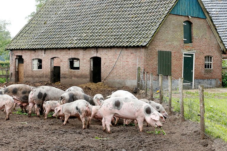 Biodynamische varkenshouderij. - Foto: Hans Prinsen